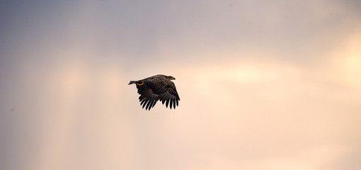 Flying Eagle silhouetted on sunset sky background. Juvenile sea eagle flying among storm clouds...