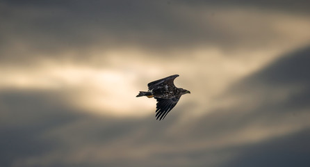 Flying Eagle silhouetted on sunset sky background. Juvenile sea eagle flying among storm clouds near sunset. Juvenile White-tailed eagle. Haliaeetus albicilla, also known as the ern, erne, gray eagle,