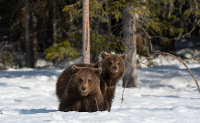 Bear cubs in winter forest. Natural habitat. Brown bear, Scientific name: Ursus Arctos Arctos.