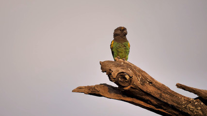 A small, green African parrot sits on a tree branch in the center of the frame against a dark sky