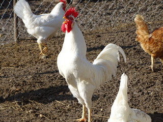 cock and hen