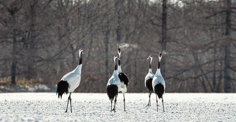 The red-crowned crane . Scientific name: Grus japonensis, also c