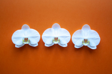 Orchid flowers on beauty orange background top view.  sale, design, women day, holiday, spa, cosmetics
