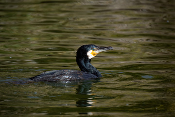 Cormoran grande nadando en una charca en España