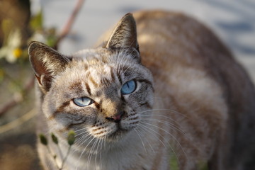 青い目の猫
