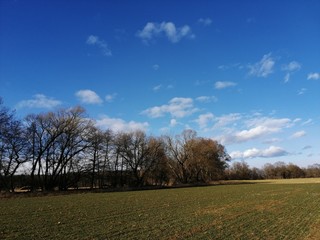 trees in the fields