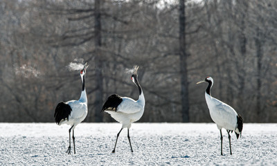 Obraz premium Dancing Cranes. The ritual marriage dance of cranes. The red-crowned crane. Scientific name: Grus japonensis, also called the Japanese crane or Manchurian crane, is a large East Asian Crane.