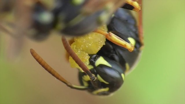 Heide-Feldwespe zerkaut Nahrungsballen auf dem Nest