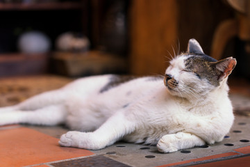 white cat chubby in Taipei. Cat in the ancient village. Cute cat at Houtong Cat Village, Taiwan.
