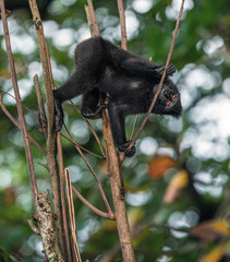 The Celebes crested macaque on the tree. Crested black macaque, Sulawesi crested macaque, sulawesi macaque or the black ape. Natural habitat. Sulawesi Island. Indonesia.