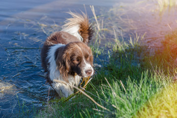 domestic dog went into the water in the summer