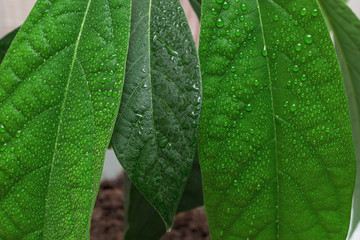 avocado leaves covered with drops of water