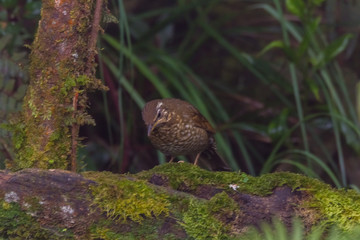 view of a beautiful bird in nature