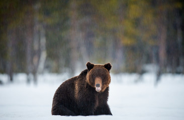 Bear with open mouth sits in the snow. Brown bear in winter forest. Scientific name: Ursus Arctos....