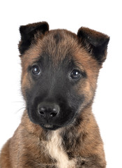 puppy malinois in studio