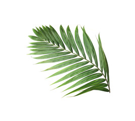 tropical nature green palm leaf isolated pattern background