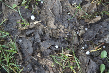 Winter hail storm isolated ice balls