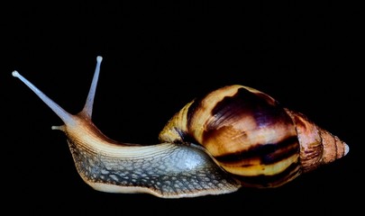 Achatina snail on a black background