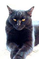 A black cat looking straight