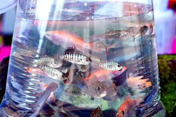 Obraz na płótnie Canvas Beautiful fish in a plastic bag