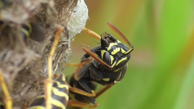 Heide-Feldwespe, Larve verschlie&szlig;t ihre Zelle