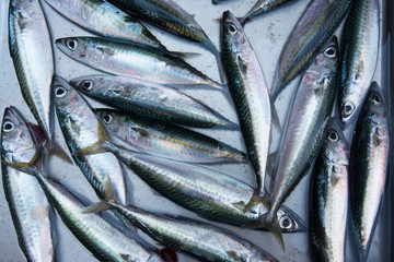 Fototapeta premium Catania, Sicily, Italy. Mackerel, typical mediterranean sea fish sold in Sicilian markets.
