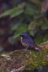 view of a beautiful bird in nature