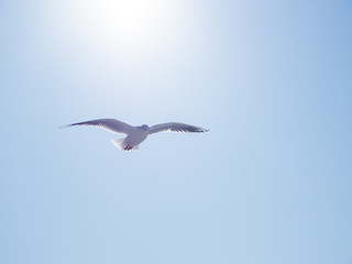 Seagull floats in the air. Bottom view of sea birds against a clear sky and bright sun.