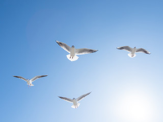 Fototapeta premium Seagulls float in the air. Bottom view of sea birds against a clear sky and bright sun.