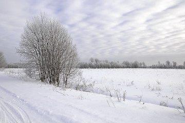 Trees dusted with snow along the road, winter landscape
