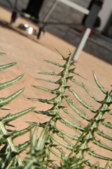 Pink and Yellow Flowers With Trees In Mallorca