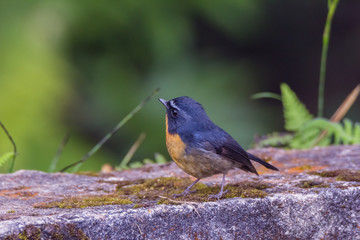 view of a beautiful bird in nature