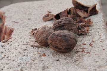 Green Summer Citrus Fruit Tree