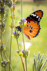 Monarch Butterfly (Danaus plexippus) on a Lavendar bush