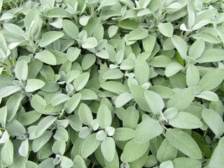 Sage or Salvia officinalis in the herbal garden