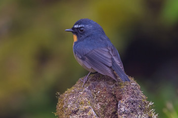 view of a beautiful bird in nature