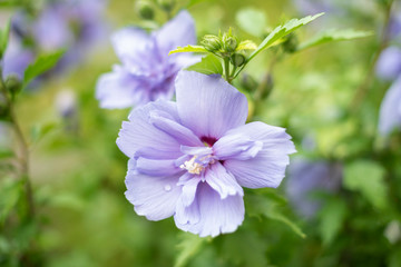 Hibiskusblüten © Markus Keller