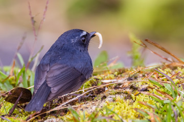 view of a beautiful bird in nature