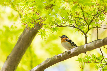 イロハモミジの花を見上げるアトリ