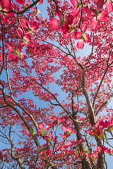 Fototapeta premium 満開のハナミズキの花