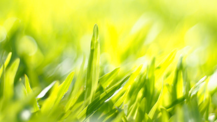 Close up green color grass leaf in fresh meadow field. Selective focus on middle range composition. Happy feeling worm environment