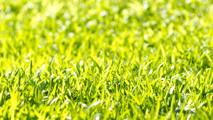 Close up green color grass leaf in fresh meadow field. Selective focus on middle range composition. Happy feeling worm environment