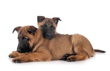 Obraz premium puppies malinois in studio