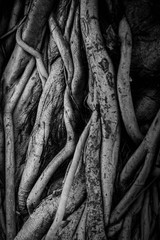 The roots and stems of the banyan tree are densely packed, looking cluttered as the surface of the...