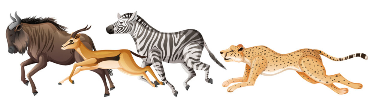 Many african animals running on white background