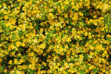Obraz premium 満開の山吹の花