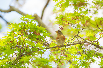 新緑のイロハモミジの枝に留まるアトリ