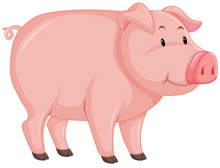 Cute pig with pink skin on white background
