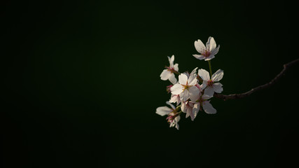 木漏れ日に照らされる桜の花