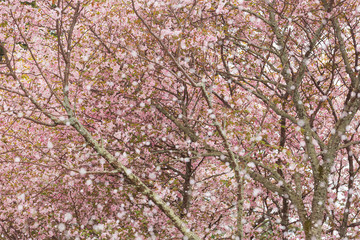 奈良八重桜の桜吹雪